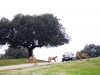 Visitar el Safari de Madrid Coche con leones y tigres en el SAfari de Aldea del Fresno en Madrid