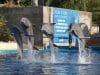 Delfines saltando durante espectáculo en Zoo Aquarium Madrid