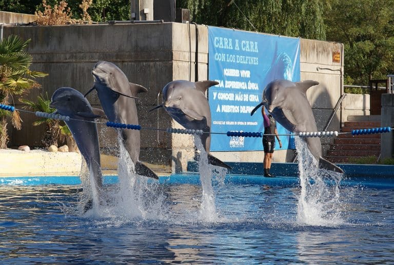 Visitar el Zoo Aquarium de Madrid